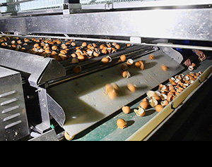 農(nóng)村放牧養(yǎng)雞管理技術(shù)