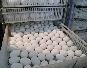 養(yǎng)好肉雞從“小問題”做起