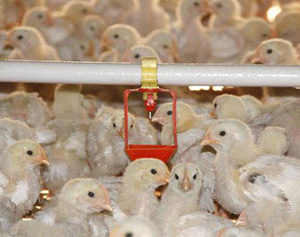 孵化機出雛率的衡量指標有哪些呢 ？