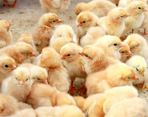 孵化機主要技術指標