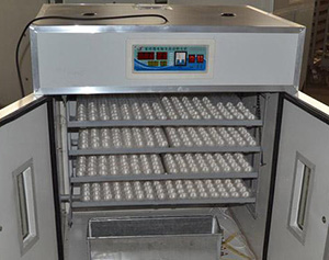 發(fā)展家禽養(yǎng)殖