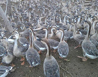 韓國(guó)灰鵝孵化廠(chǎng)